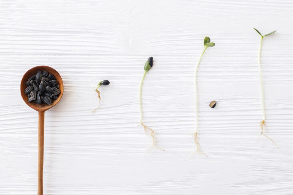 Plant growing process cycle. Sunflower seeds and sunflowers sprouts in different stages of growing