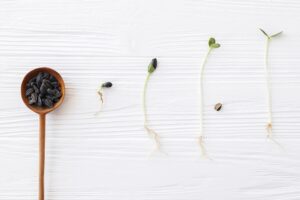 Plant growing process cycle. Sunflower seeds and sunflowers sprouts in different stages of growing